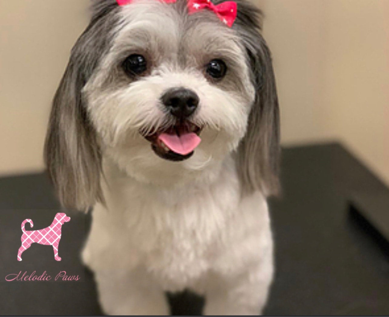 Dog Breeds Cheap Haircuts For Dogs Near Me Extra Small Breed